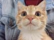 猎头头像