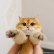 猎头头像