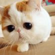 猎头头像